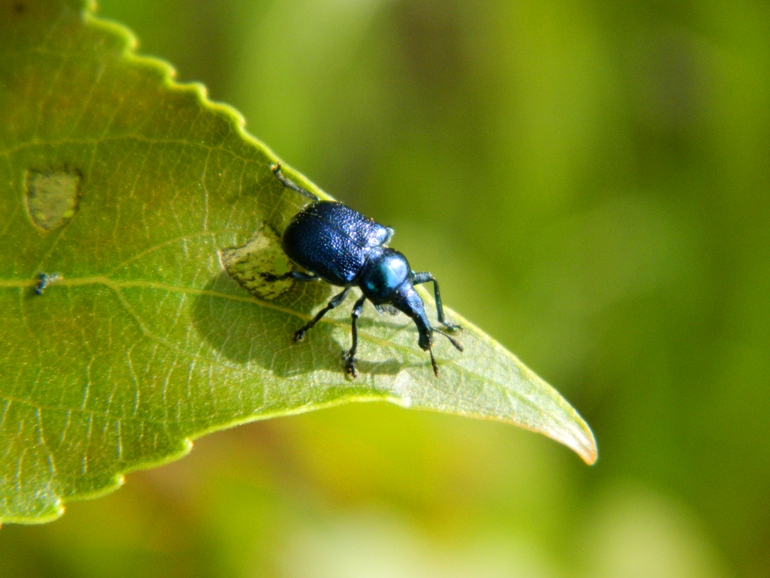 Byctiscus betulae (Rhynchitidae)